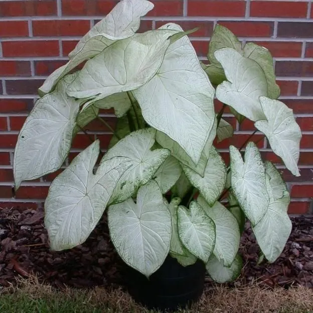 thumbnail for publication: 'Garden White' Caladium for Sunny Landscapes and Large Containers